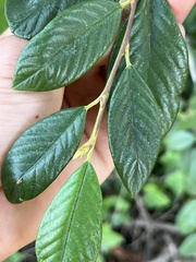 Cotoneaster coriaceus