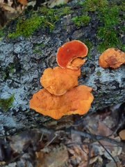 Trametes cinnabarina