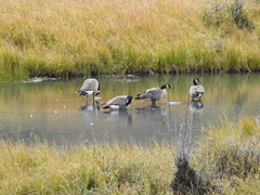 Branta canadensis