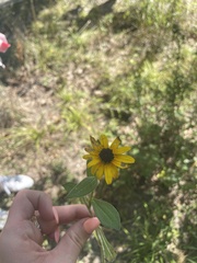 Rudbeckia hirta