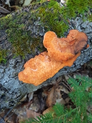 Media resource of Trametes cinnabarina
