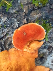 Trametes cinnabarina