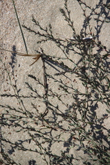 Polygonum aviculare