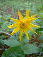 Arnica cordifolia