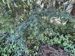 Cotoneaster coriaceus