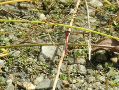 Xanthocnemis zealandica