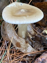 Ampulloclitocybe