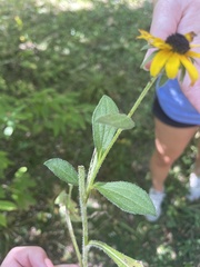 Rudbeckia hirta