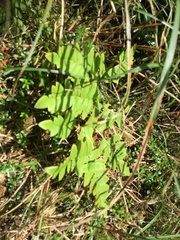 Osmunda japonica