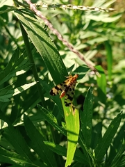 Panorpa meridionalis