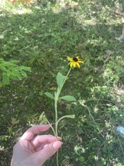 Rudbeckia hirta