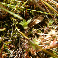 Cerastium beeringianum