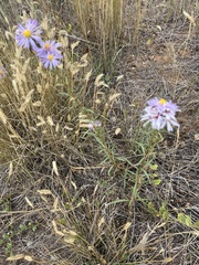 Erigeron speciosus