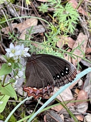 Gyrocheilus patrobas