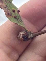 Neuroterus saltatorius