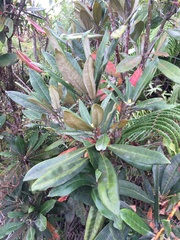 Rhododendron formosanum