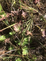 Heuchera richardsonii