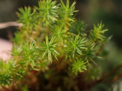 Polytrichum strictum