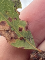 Neuroterus saltatorius