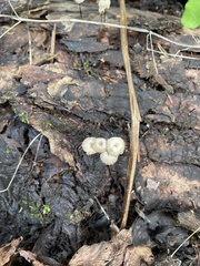 Marasmius rotula