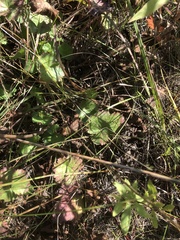 Heuchera richardsonii