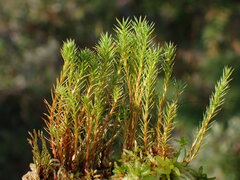 Polytrichum strictum
