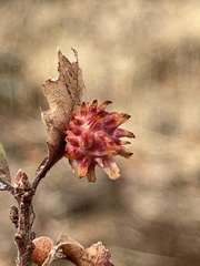 Cynips quercusechinus
