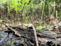 Marasmius rotula