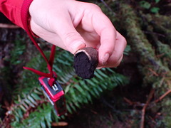 Elaphomyces muricatus