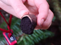 Elaphomyces muricatus