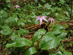 Erythronium revolutum