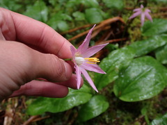 Erythronium revolutum