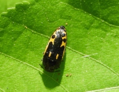 Acmaeodera scalaris