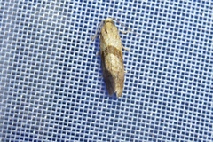 Cochylidia implicitana