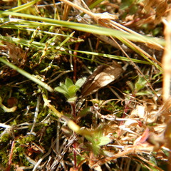 Cerastium beeringianum