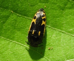 Acmaeodera scalaris