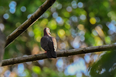 Patagioenas cayennensis