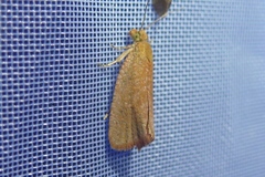 Celypha rufana