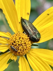 Acmaeodera resplendens
