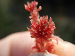 Sphagnum rubellum