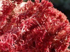 Sphagnum rubellum