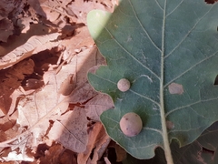 Cynips quercus