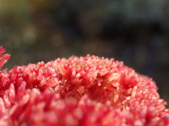 Sphagnum rubellum