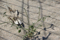 Heliotropium europaeum