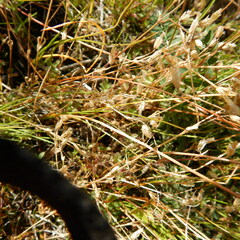 Cerastium beeringianum