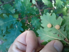Cynips quercus