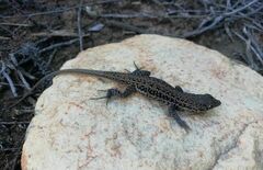 Pedioplanis lineoocellata