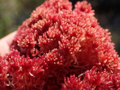 Sphagnum rubellum