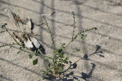 Heliotropium europaeum