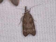 Dichomeris inversella